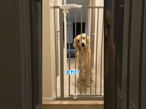 └(:3」┌)┘))ｼﾞﾀﾊﾞﾀ 大型犬 ゴールデンレトリバー サムネイル