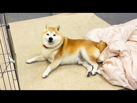 ひるね中に「さんぽ」と聞こえて目が覚めたものの、聞き間違いだったことを受け入れる柴犬 サムネイル