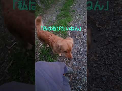 夕方には車で帰宅したい母親９歳と、もっと遊びたい３歳 ゴールデンレトリバー 大型犬のいる生活 癒し goldenret… サムネイル