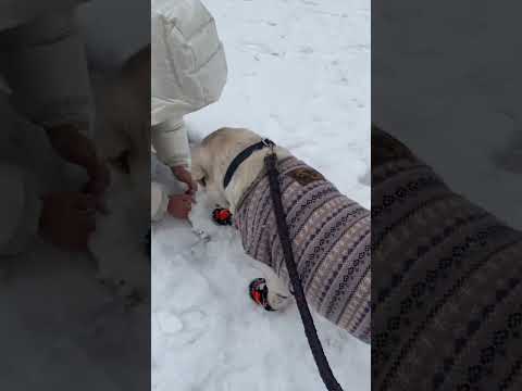 Never trust this dog 😂 サムネイル