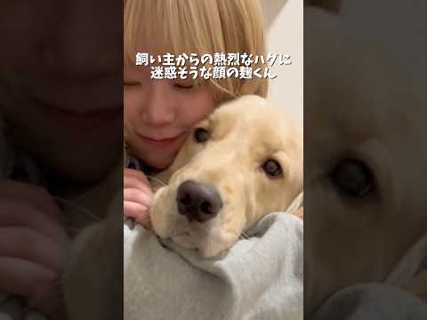 お膝には乗ってくるくせに抱きつくと迷惑そうな顔をされます…ゴールデンレトリバー 犬と2人暮らし goldenretri… サムネイル