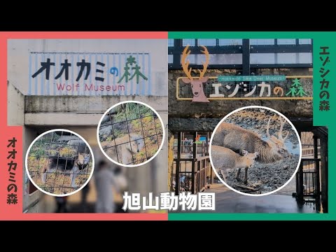 【旭山動物園】オオカミの森🌳エゾシカの森🌳[Asahiyama Zoo] Wolf Museum 🌳 Hokkaido… サムネイル