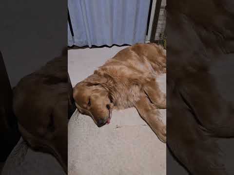 夢見てるの？無邪気なゴールデンレトリバー２歳 ゴールデンレトリバー 大型犬のいる生活 癒し goldenretriev… サムネイル