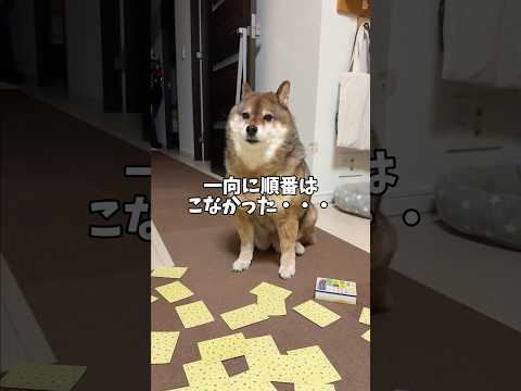 柴犬🐕の無理やりな結末😭 サムネイル