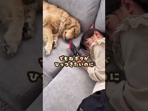大型犬と暮らすならこれ諦めて ゴールデンレトリバー 大型犬のいる生活 goldenretriever サムネイル