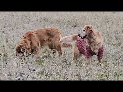 【ビスのご報告】早い日没でも田んぼは嬉しいゴールデンレトリバー サムネイル