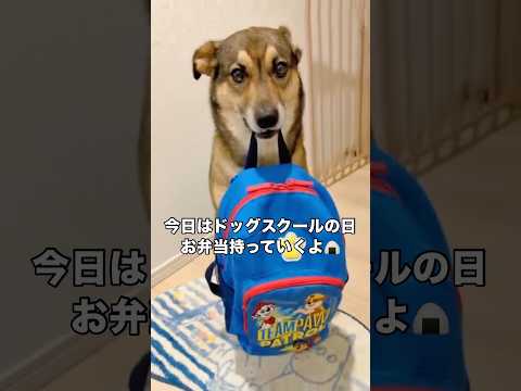 ドッグスクールの日のお弁当が楽しみすぎるミックス犬 保護犬 雑種犬 ミックス犬 shorts サムネイル