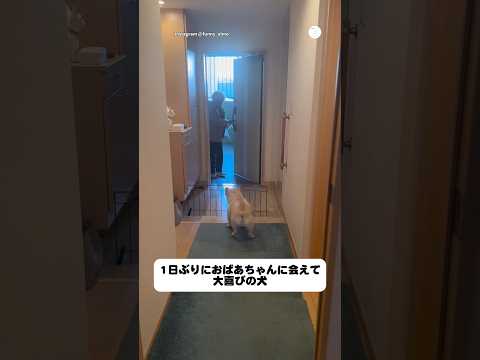 1日ぶりにおばあちゃんに会えて、大喜びの犬🐶　犬　いぬ　フレンチブルドッグ 可愛い犬　犬のいる暮らし サムネイル