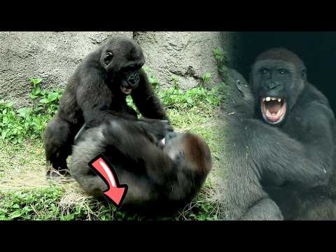 Playful Jabali, Ringo bother adults' nap,Tayari slide on gr… サムネイル