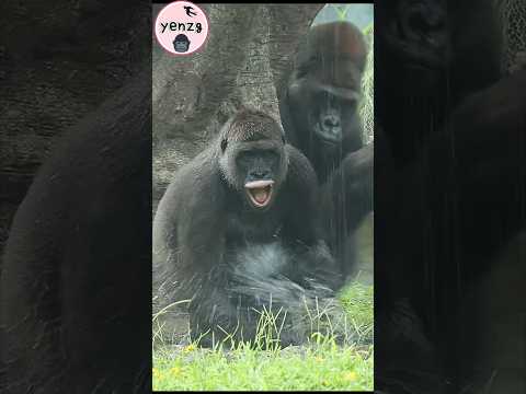 D'jeeco偷偷看Tayari瘋狂玩水💦🤣 gorilla taipeizoo 金剛猩猩 taipeizoo 台北市… サムネイル