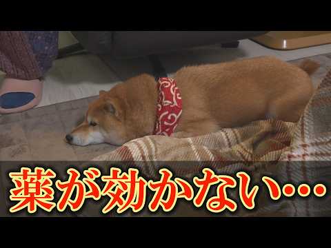 てんかん発作が３日間止まらず、深刻な状態に陥りました サムネイル