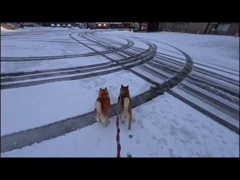 2026年1月12日(月)成人の日 新成人のみなさま、新しい出会いといくつもの運命が交差した希望に満ちた未来へ！行って… サムネイル