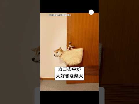 カゴを見た瞬間…絶対に入る柴犬　柴犬　犬　面白い　かわいい犬 犬のいる暮らし サムネイル