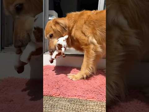 coming home to my golden retriever🥵goldenretreivers dog pup… サムネイル