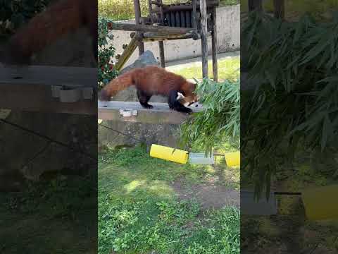 shorts 円実ちゃんの様子を伺いつつ笹へシフトして行く ひなたくん　レッサーパンダ　大森山動物園にて　2026年4… サムネイル