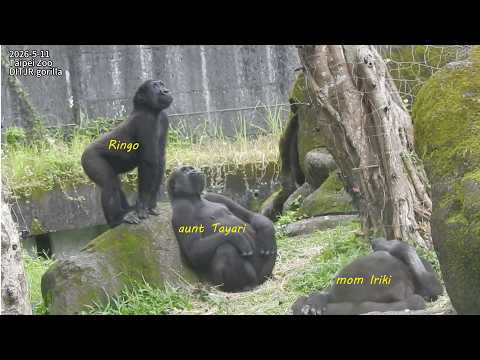 little gorilla Ringo 學 aunt Tayari 想跳抓榕樹鬚.氣根。丟樹枝 / Ringo跳Ja… サムネイル