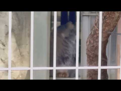 15時近くになり動きが活発になってきたエルくんとミーニャちゃんの息子たち　マヌルネコ　東山動植物園にて　2026年3月… サムネイル