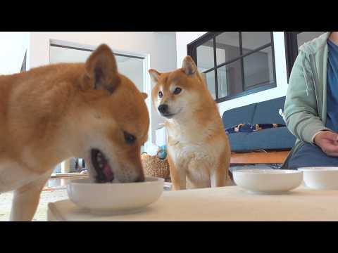 柴犬妹がフードを食べない日、小さな事件が起きました。 サムネイル