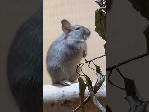 shorts この体勢を保ってました🤭　テグー　埼玉県こども動物自然公園にて　2026年5月30日 サムネイル