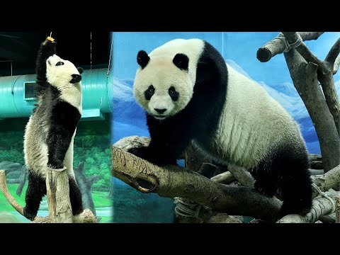 圓仔找到好多紅蘿蔔,輕巧打食,晚餐可愛吃播|Giant Panda Yuan Zai,圆仔,貓熊,大貓熊,大熊貓|台北… サムネイル