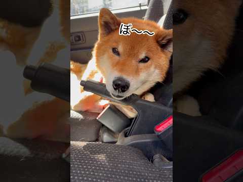 ’26.3.8 力丸の昼寝…？ 柴犬 shibainu 柴犬のいる暮らし 柴犬の日常 車中泊犬 カメラ目線 力丸 サムネイル