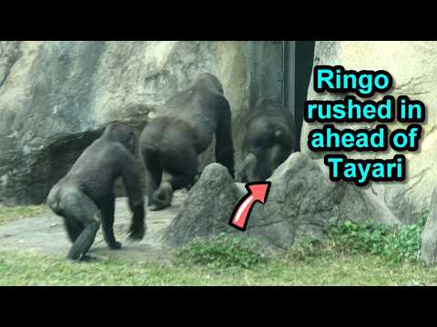 Gorilla Ringo slapped the ground at Tayari after securing h… サムネイル