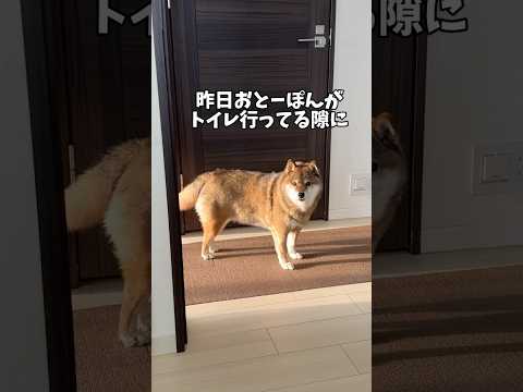 一瞬の隙をついた胡麻柴🐕 サムネイル