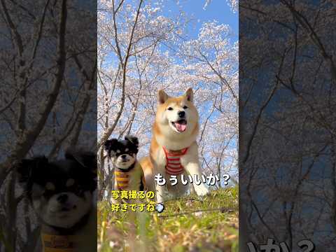 春の写真撮影🐶📸✨柴犬 チワワ shorts サムネイル