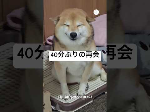 40分ぶりに再会した瞬間こうなった柴犬　柴犬　犬　かわいい 笑顔　犬のいる暮らし サムネイル