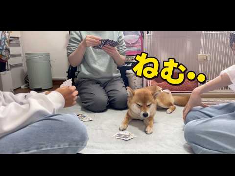 トランプの輪に入りたいが眠気が勝つ柴犬小夏 サムネイル