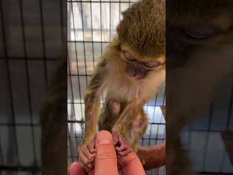飼育員の肌荒れを見逃さない優しいくるみおばあちゃん♪shorts 動物 癒し サムネイル