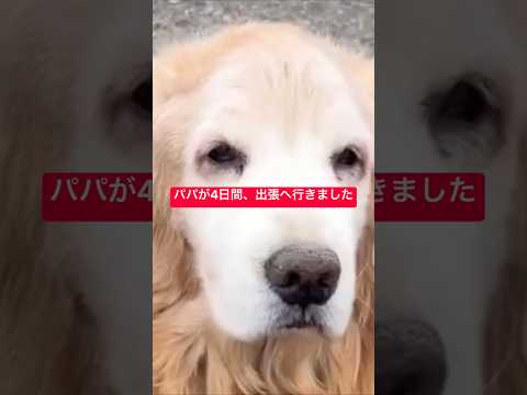 パパが4日間いなかった…ミント君は待ってたのかな