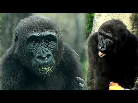 Gorilla Ringo polished off the treats from the lucky bag, h…