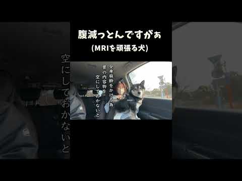 腹減っとんですがぁ サムネイル