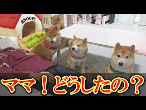 【柴犬の愛】おもちゃの時間なのに起きないママ。あせる気持ちを抑えて待ち続ける柴犬達が優しい。 サムネイル