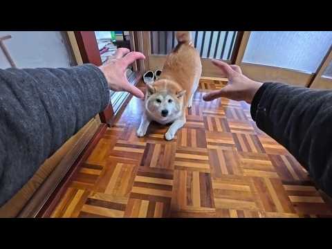 遊んでください！と尻尾ブンブン振って待ってるモモさん！ サムネイル