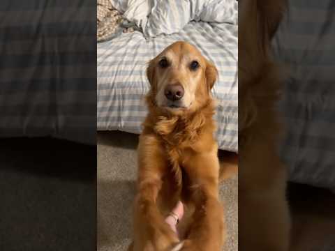 coming home to my golden retriever🥵goldenretreivers dog pup… サムネイル