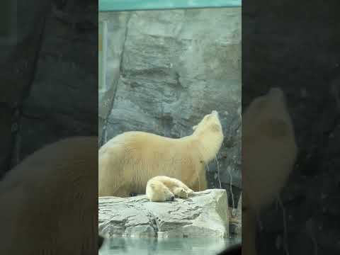 shorts モモ太くん 寝ちゃったカナ☺️   ホッキョクグマの親子　秋田県男鹿水族館GAOにて2026年4月30日 サムネイル