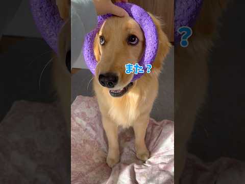 懲りないモンちゃんgoldenretriever ゴールデンレトリバー