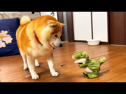 自分の真似をする恐竜のおもちゃ(お土産)にビビり散らかし、へっぴり腰でご挨拶に伺う柴犬