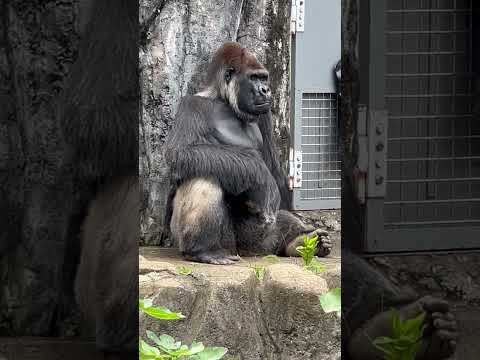 shorts モモカちゃんを見守るモンタくん　ニシゴリラ　千葉市動物公園にて　2026年7月5日 サムネイル