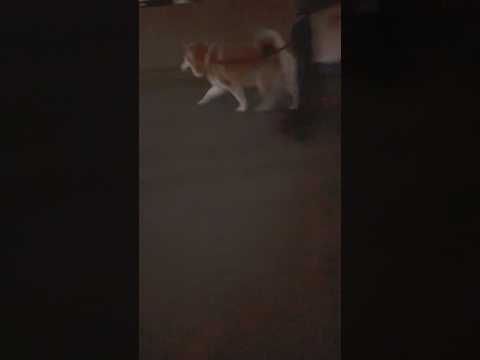 柴犬福 兄に呼ばれた時の柴犬🤣Brother and Shiba🤣姉と柴 shorts funny funnydog… サムネイル