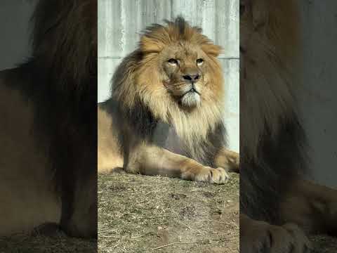 shorts お！ベガちゃん起きたカナ☺️ ライオンファミリー　のんほいパークにて　2026年2月13日 サムネイル