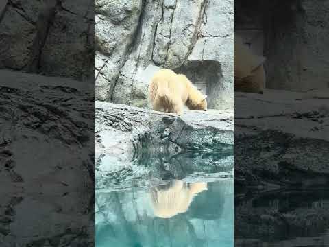 shorts 探し物❓モモ太🍑くん　ホッキョクグマ　男鹿水族館GAO 2026年5月22日　IMG 4817 サムネイル