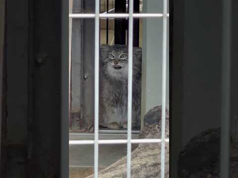 shorts ミーニャちゃん❣️ マヌルネコ　東山動植物園にて　2026年3月13日 サムネイル