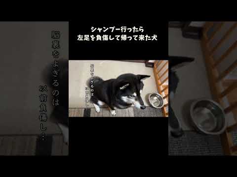 シャンプー行ったら左足を負傷して帰って来た犬 サムネイル