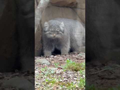 shorts アブちゃん何か見つけた☺️？　マヌルネコ　那須どうぶつ王国にて　2026年3月29日 サムネイル