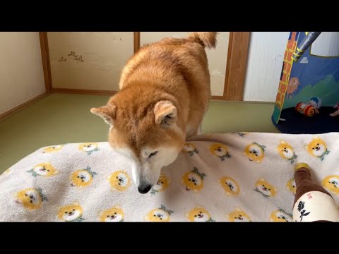 柴犬福 母から風呂上がりのご褒美ガムもらった柴犬🤣Shiba-ASMR🤣 サムネイル