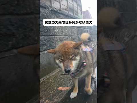 突然の大雨で目が開かない柴犬　　柴犬　犬　柴犬のいる暮らし 可愛い犬　かわいい