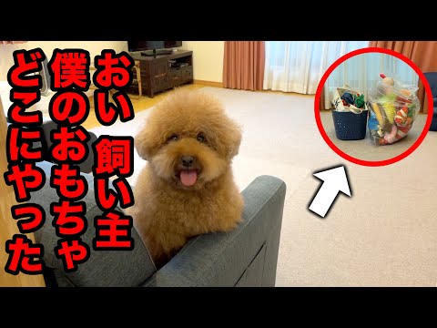 トリミング中におもちゃを全部隠したらこの表情で飼い主のことガン見してくるトイプードル。 サムネイル